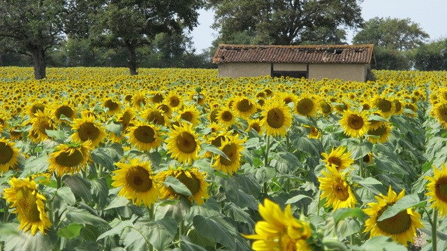 a sunflower field